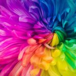 colorful flower on a dark background