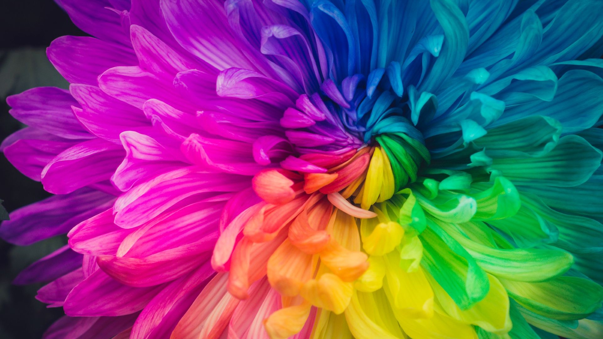 colorful flower on a dark background